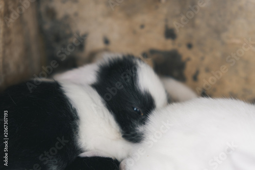 生まれたてのうさぎの赤ちゃん