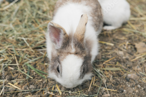 ふわふわのうさぎ
