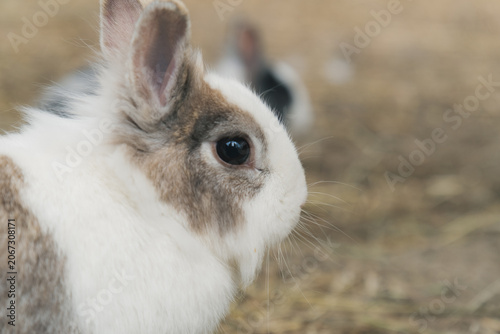 ふわふわのうさぎ