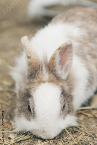ふわふわのうさぎ