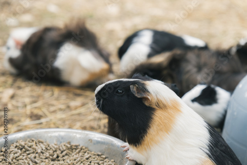 ふわふわのモルモット