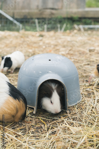 ふわふわのモルモット