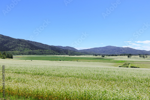 北海道幌加内町、そばの花展望台から眺めた満開のそば畑【8月】