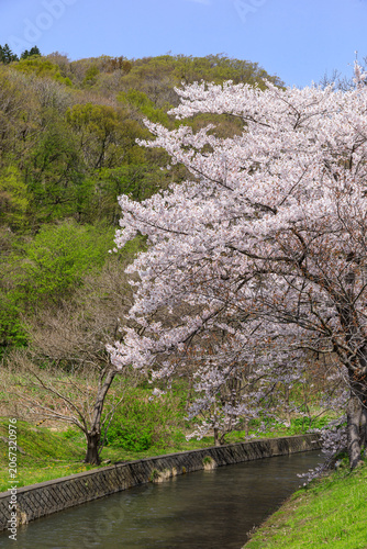 北海道壮瞥町、壮瞥川沿いに咲く桜【5月】