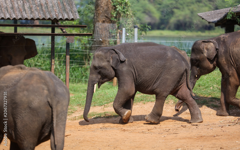 Fototapeta premium Three elephants are walking in a field
