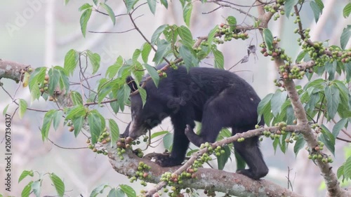Relaxing Moments: Asian Black Bear Chilling on a Tree