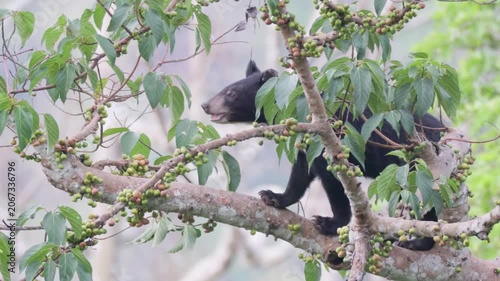 Relaxing Moments: Asian Black Bear Chilling on a Tree