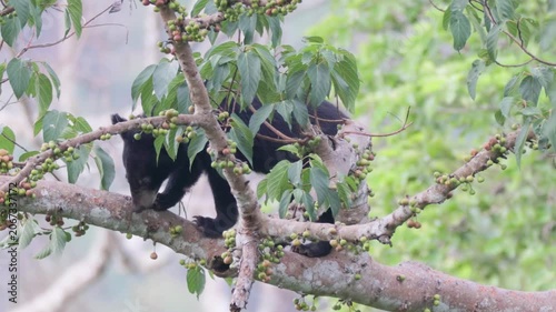 Relaxing Moments: Asian Black Bear Chilling on a Tree