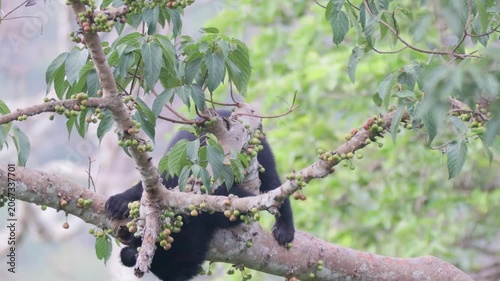 Relaxing Moments: Asian Black Bear Chilling on a Tree