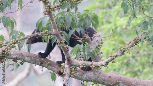 Relaxing Moments: Asian Black Bear Chilling on a Tree