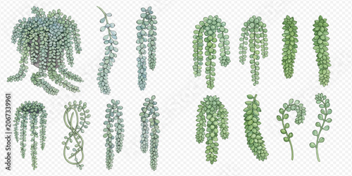 Картината върху платно Set of various string of pearls and string of bananas succulent plants