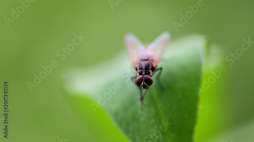 Hoverfly insect resting on green leaf macro close up 180fps Captured in Cinematic High Detail Footage