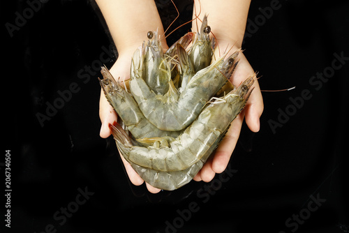 Fresh Caught Shrimp in Hands - Qingdao Seafood