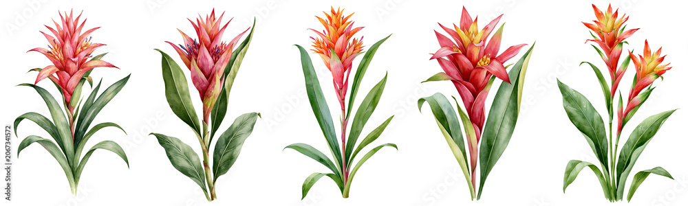 Obraz premium Watercolour painting of tropical bromeliad plant set isolated on white transparent background - design element cut-out object