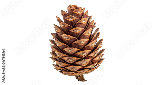 Single natural dry brown pine cone conifer isolated on a transparent background autumn winter decor