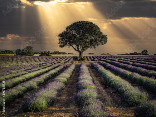 Lavender fields in bloom in the municipality of Ayora (Valencia - Spain)
