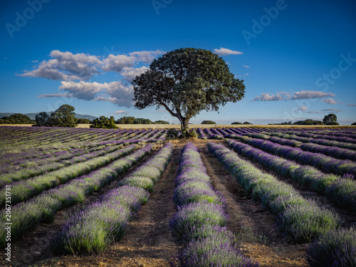 Lavender fields in bloom in the municipality of Ayora (Valencia - Spain)