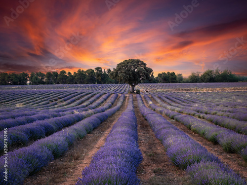 Lavender fields in bloom in the municipality of Ayora (Valencia - Spain)