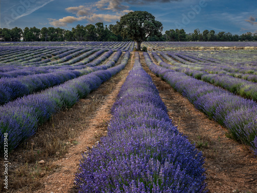 Lavender fields in bloom in the municipality of Ayora (Valencia - Spain)