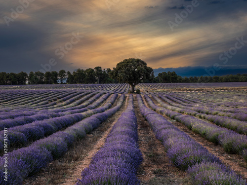Lavender fields in bloom in the municipality of Ayora (Valencia - Spain)