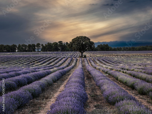 Lavender fields in bloom in the municipality of Ayora (Valencia - Spain)