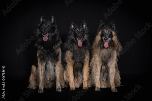 Belgian Tervuren