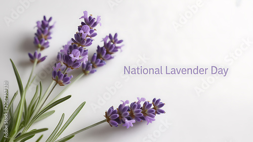 Fresh lavender flowers arranged on a white background with text reading 'National Lavender Day'