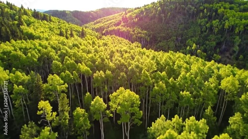 Aerial view of a lush green forest during the golden hour