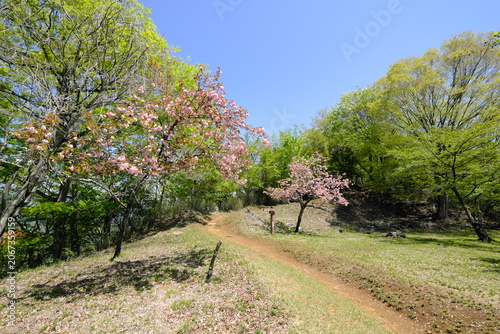 春の岩殿山城跡