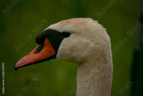 Obraz na płótnie close up of a mute swan