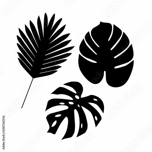 Vector silhouettes of three types of tropical monstera leaves on a white background. A plant that only lives in tropical forests.
