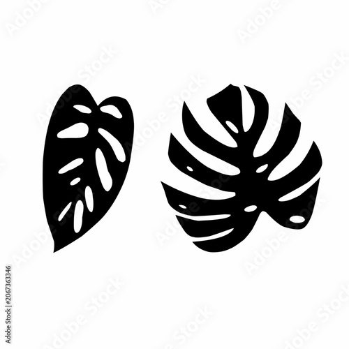 A vector silhouette of a tropical monstera leaf on a white background. Great for a logo concept or houseplant poster.