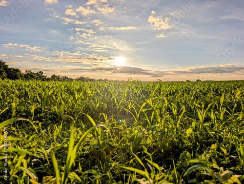 field of corn
