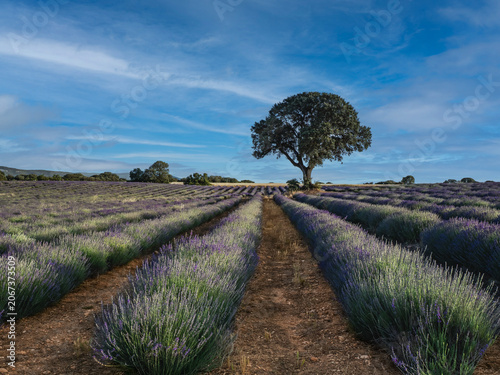 Lavender fields in bloom in the municipality of Ayora (Valencia - Spain)