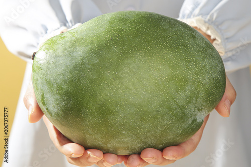 Foto Fresh Green Unripe Mango in Hands - Tropical Fruit from Panzhihua Sichuan China