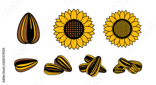 Canvastavla Sunflower Seeds and Flower Heads Illustration