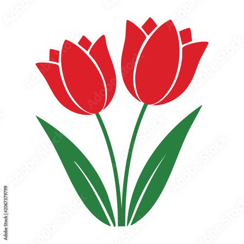Two red tulips with green leaves on white background