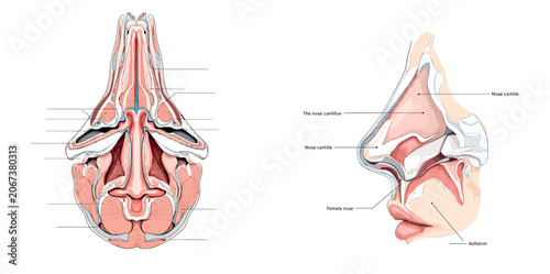 Konstfotografi Vsai human nose anatomy showing cartilage bones and respiratory system