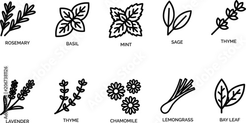 Canvastavla Culinary herbs and spices line icon set, 10 botanical vector elements, rosemary