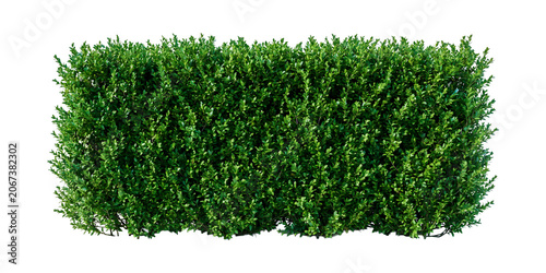 Lush Green Boxwood Hedge Shrub Isolated on Transparent Background for Architectural Rendering and Landscape Design