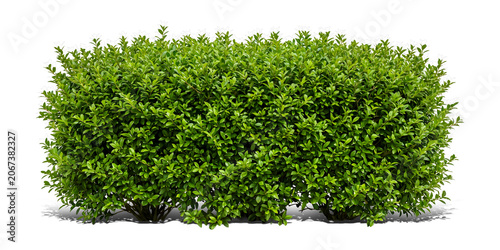 Lush Green Garden Bush and Trimmed Hedge Isolated on Transparent Background for Architectural Rendering and Landscape Design