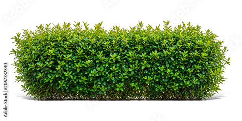 Lush Green Garden Hedge Bush with Fresh Foliage Isolated on Transparent Grid Background
