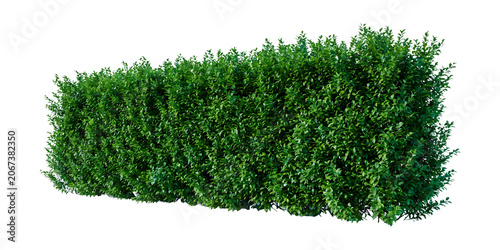 Lush Green Garden Hedge Bush Isolated on Transparent Background for Landscape Design and Architecture Asset