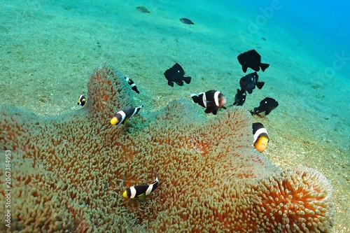 Photography Various clownfish in the big anemone