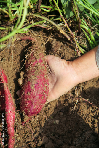 Farmer hand harvesting purple sweet potatoes from freshly dug soil in organic agricultural field