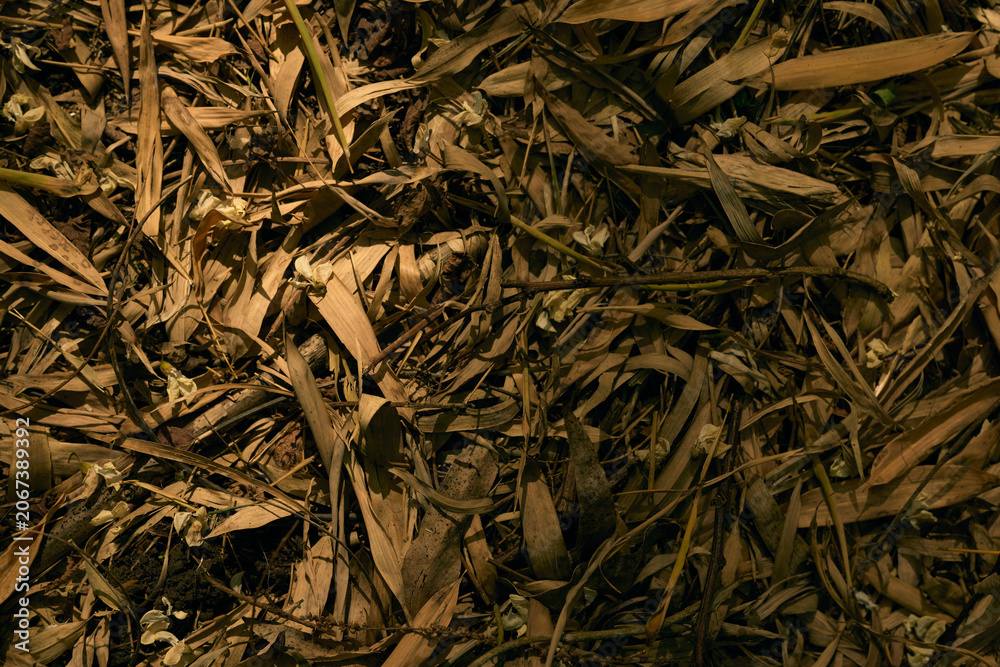 Obraz premium Leaves dry mulch ground texture foliage brown nature, close-up of scattered dried leaves and wood chips on forest floor, organic debris with warm low light and rich earthy detail