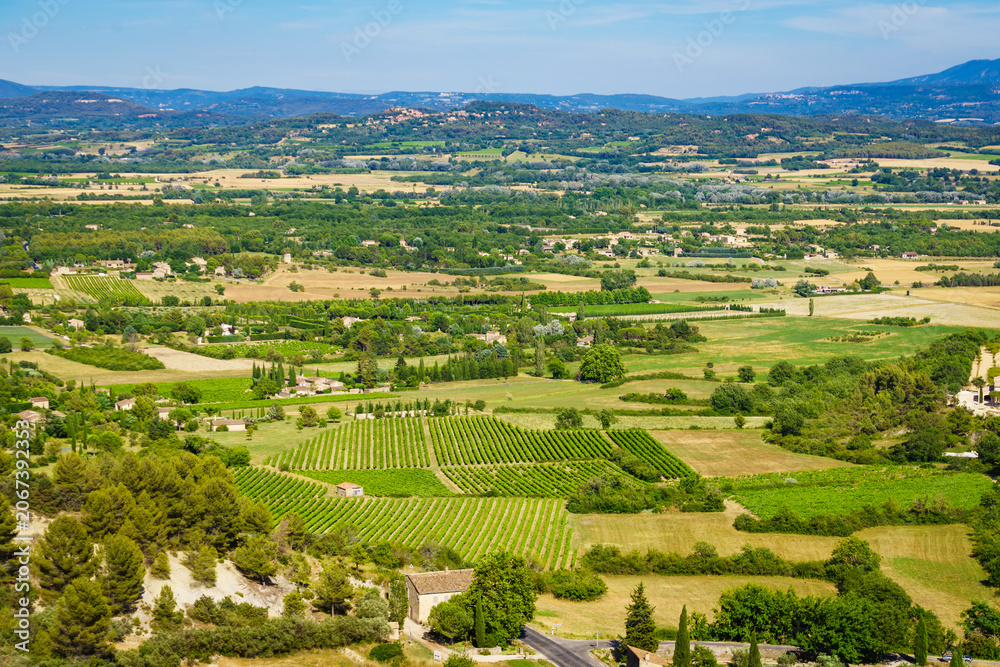 Fototapeta premium Summer view with vineyards. Vaucluse department, Provence in France