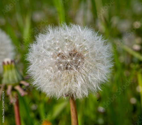 Obraz na plátně Dandelion seed head close-up in green meadow