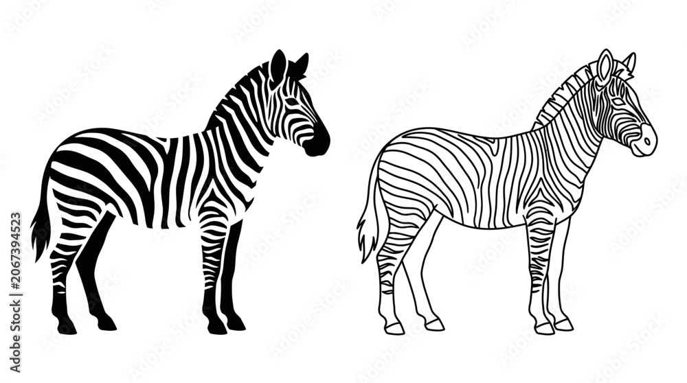 Obraz premium Zebra Illustrations Black And White Line Art On White Background