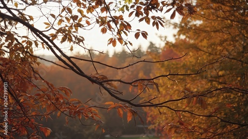 Autumn tree canopy with warm backlight